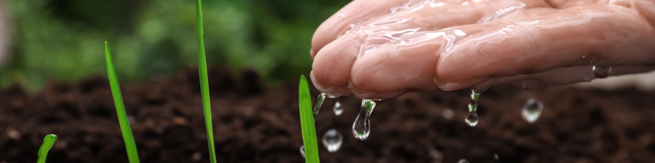 Hand pouring water on fresh growing sprouts