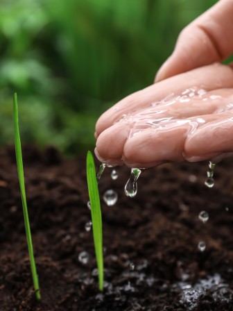 Hand, die neue wachsende Pflanzen bewässert